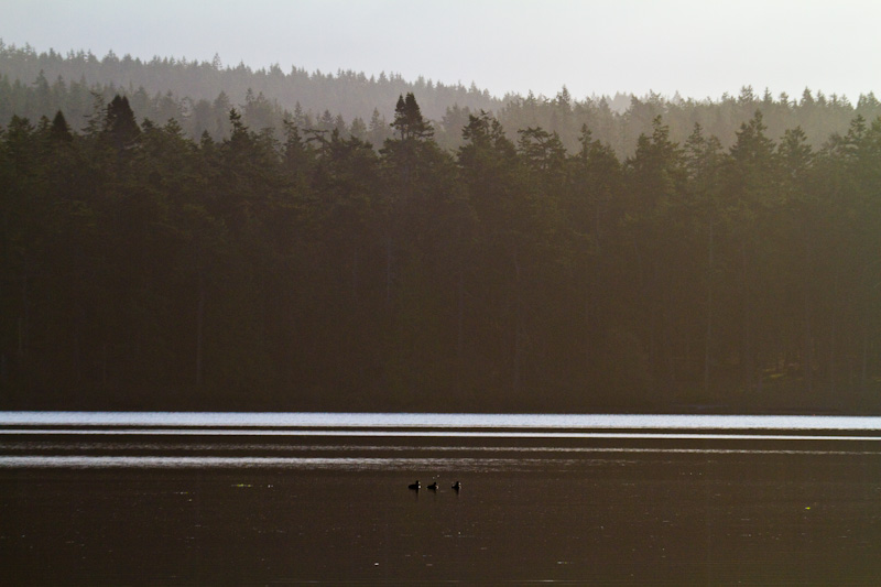 Ducks On Cranberry Lake